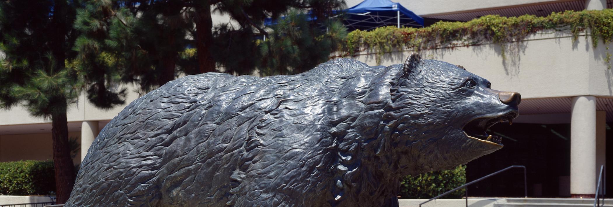 Bruin Bear