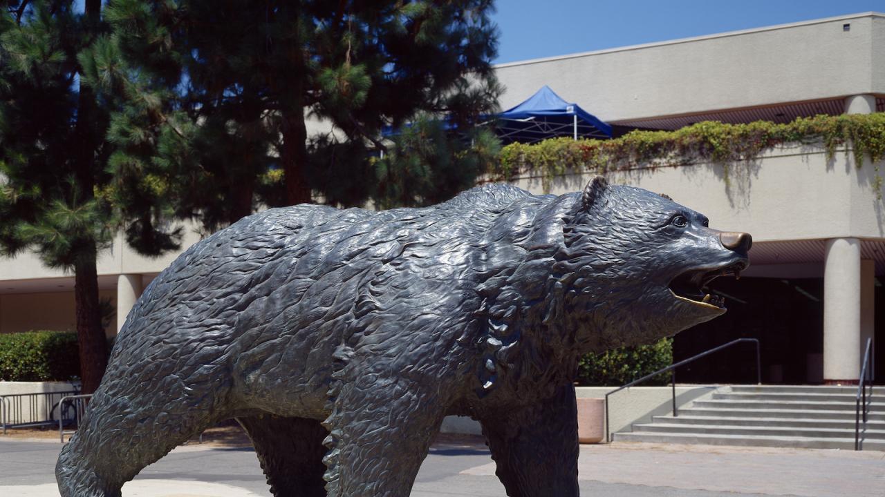 Bruin Bear