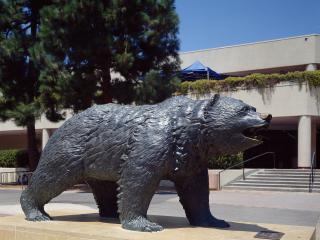Bruin Bear